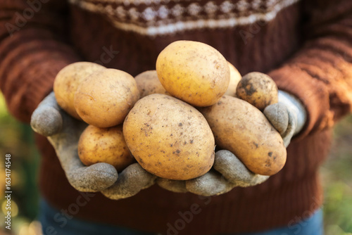 Organic potato harvest in garden. Farmer hands in gloves harvesting freshly harvested yellow dirty potatoes on sun in sunlight close up macro