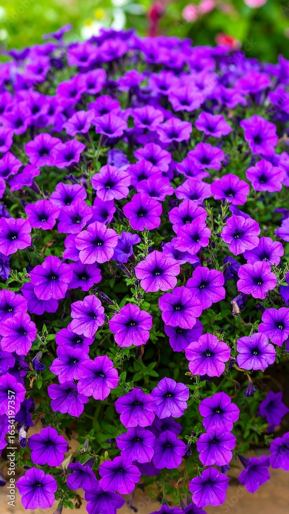 Fototapeta premium Vibrant purple flowers in a garden bed