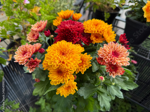 Beautiful blooming chrysanthemum flowers decorative summer autumn flower in vibrant red, pink and orange colors close up
