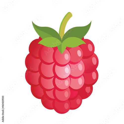 Raspberry vector illustration set. Collection of ripe raspberries isolated on background. Natural summer fruit .