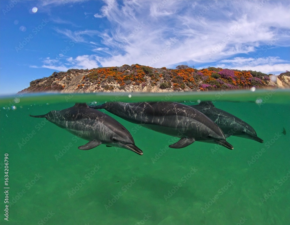 Fototapeta premium fish in the ocean