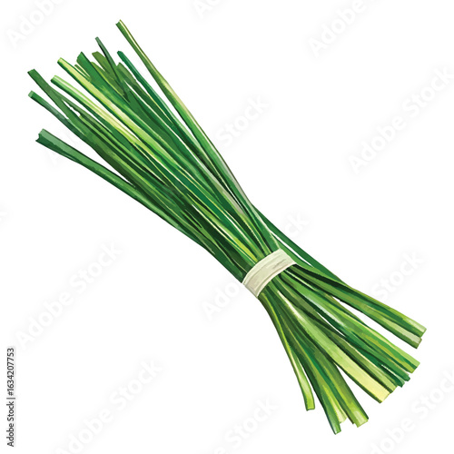 Bundle of fresh green chives tied with a white band on white watercolor.vector transparent background cutout