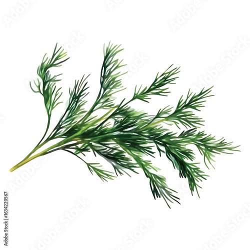 Watercolor illustration of a fresh sprig of dill with delicate watercolor.vector transparent background cutout