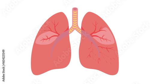 Detailed anatomical illustration of human lungs depicting structure and function for educational purposes in a medical context