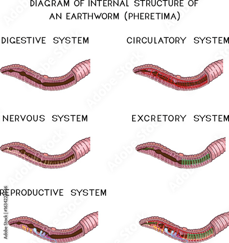Set of diagrams of internal structure of Pheretima earthworm (circulatory, digestive, reproductive, nervous systems) for biology lessons