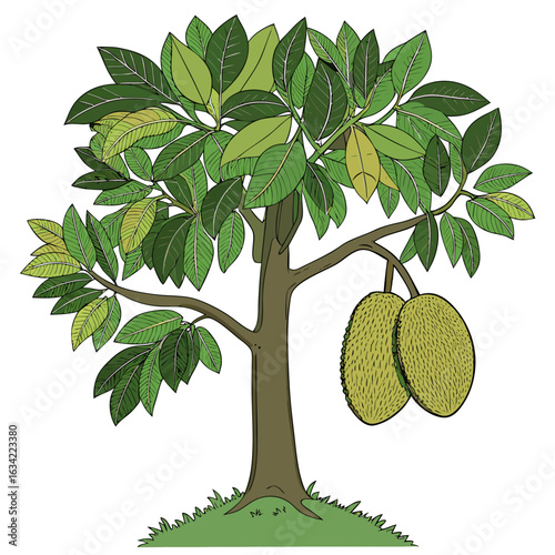 Jackfruit tree with ripe fruit isolated on white background