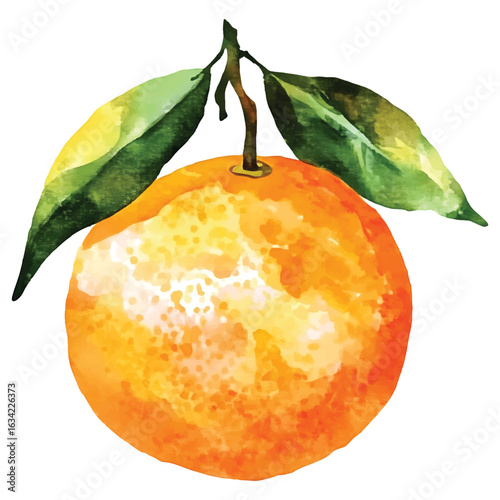 Watercolor Orange Fruit with Green Leaves on White Background watercolor.vector transparent background cutout