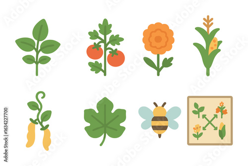 Children's Garden Chart. Flat vector mini-illustrations companion planting in colors children's illustrations: