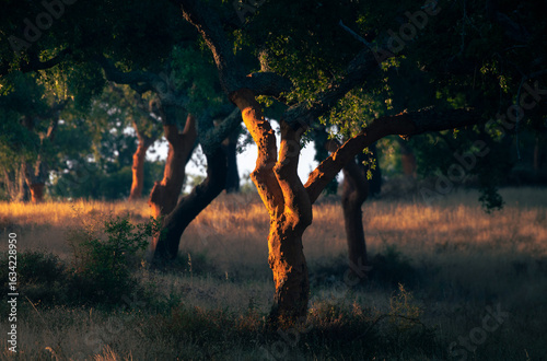 Sobreiros ao nascer do sol