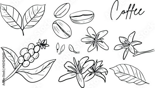 Coffee Bean and Flower Doodle – Botanical Elements, Decorative Icons