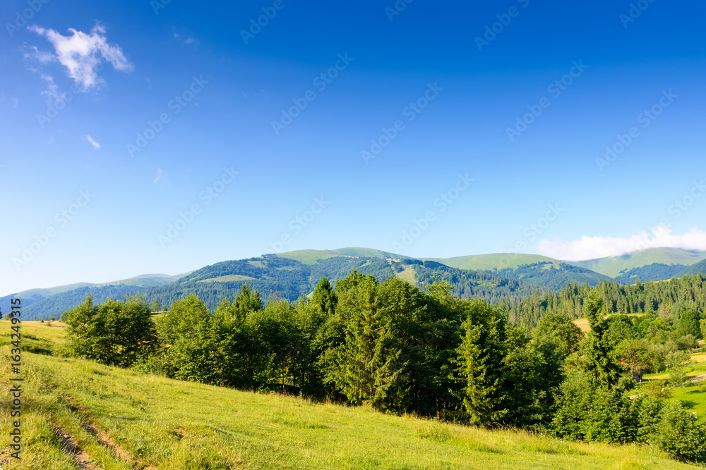 Obraz premium forest on the hill in mountain landscape on a summer morning. beautiful countryside scenery with green grassy pasture and distant ridge under blue sky on a sunny day
