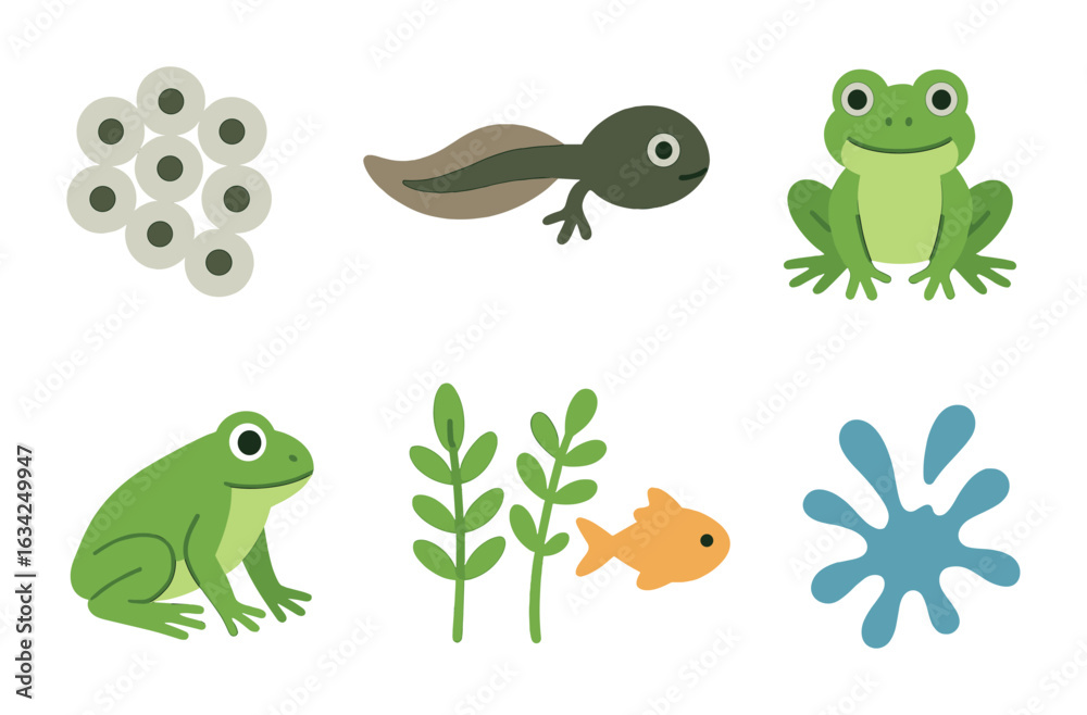 Fototapeta premium Frog Life Cycle. Flat vector mini-illustrations of frog life cycle in colors children's illustrations: frog