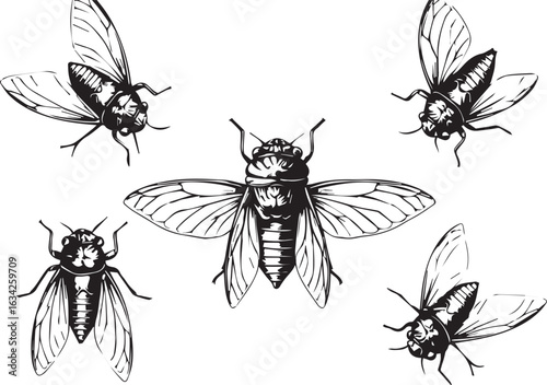 Collection of Five Detailed Cicada Illustrations in Black and White insect entomology