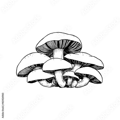 Hand-Drawn Mushroom Illustration Vector
