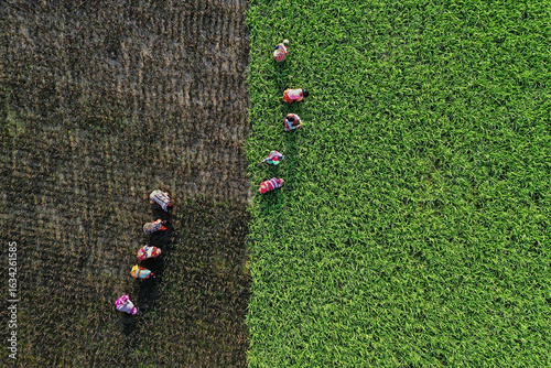 Bogura, Bangladesh - 03 May 2021: Aerial view of farmers working in contrasting fields, a mosaic of earthy browns and vibrant greens under the open sky.