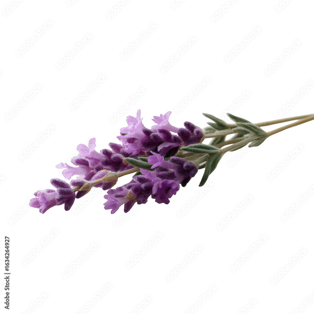 Obraz premium Lavender flower bouquet with delicate purple blooms, showcasing intricate details and vibrant colors, perfect for adding a natural touch to any composition.