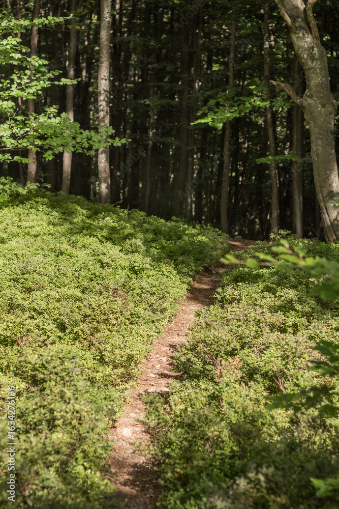 Obraz premium path through a blueberry meadow in the Carpathians