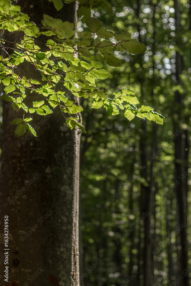 Fototapeta premium beech branches on a tree