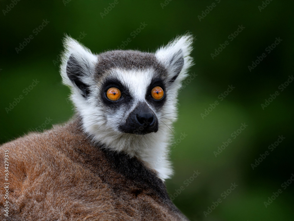 Obraz premium portrait of a lemur on a blurred background