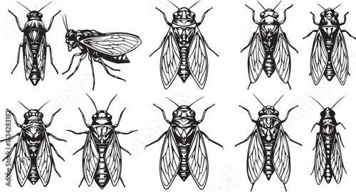 Group of Ten Cicada Illustrations in Various Poses and Styles insect entomology