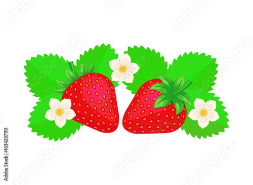 Strawberry with leaves and flowers. Color vector illustration in in cartoon style. Isolated on white background