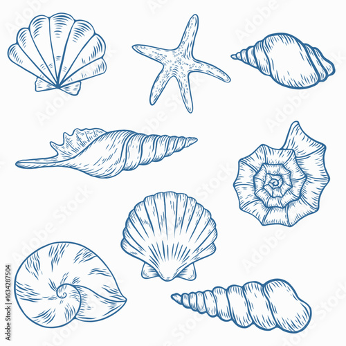Seashell, sea shell, starfish nature ocean aquatic underwater vector seashell set. seashell Hand drawn sea shell marine engraving illustration on white background