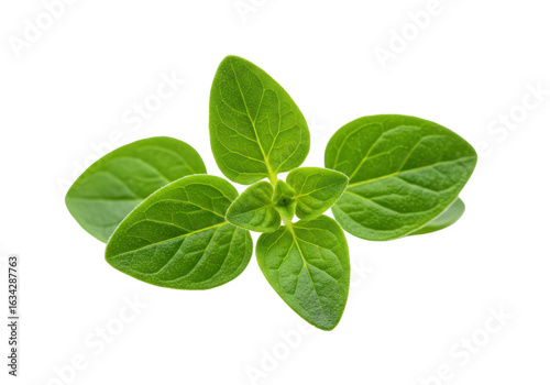 Isolated Fresh Oregano Sprig with Vibrant Green Leaves