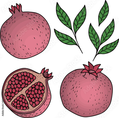 pomegranate and leaves vector illustration