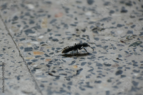 An ant on the floor .