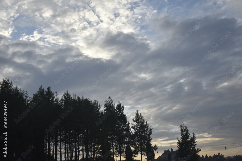 Obraz premium Silhouette of pine trees against a dramatic cloudy sky at sunset in Meghalaya.