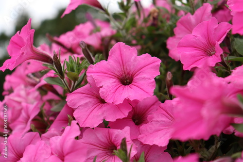 pink flowers in the garden