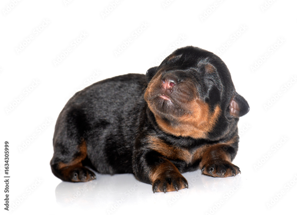 Fototapeta premium newborn puppy rottweiler