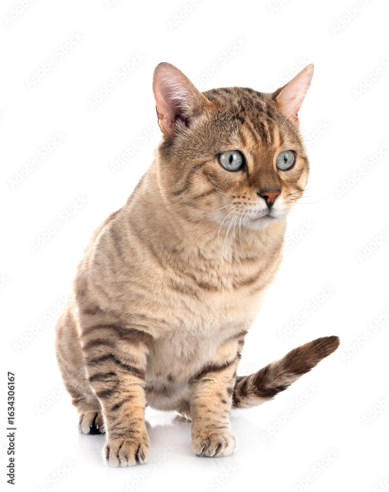 Obraz premium bengal cat in studio