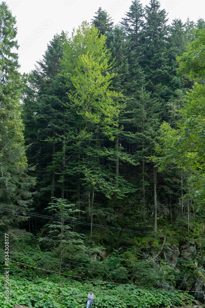 Fototapeta premium Green forest trees. Nature background.
