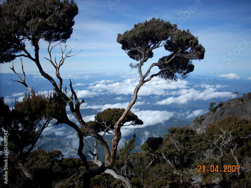 tree in the mountains