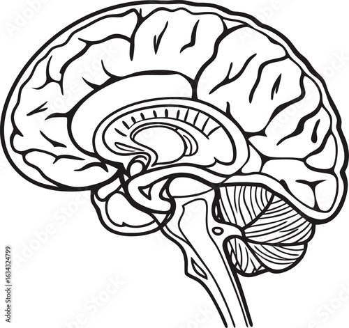 Detailed black and white cross-section of a human brain