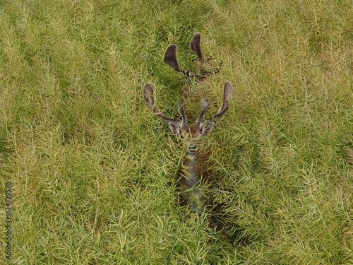 Two Deer Hiding in a Rapeseed Field

