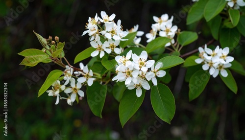 Close-up of Delicate White Blossoms on a Branch