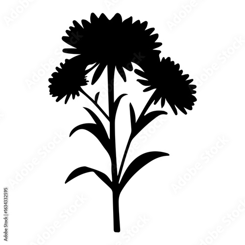 Silhouette of three blooming asters on a white background flower floral