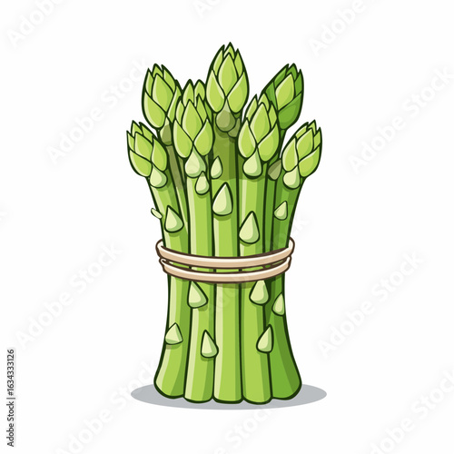 Illustration of fresh green asparagus spears tied with twine on a white background