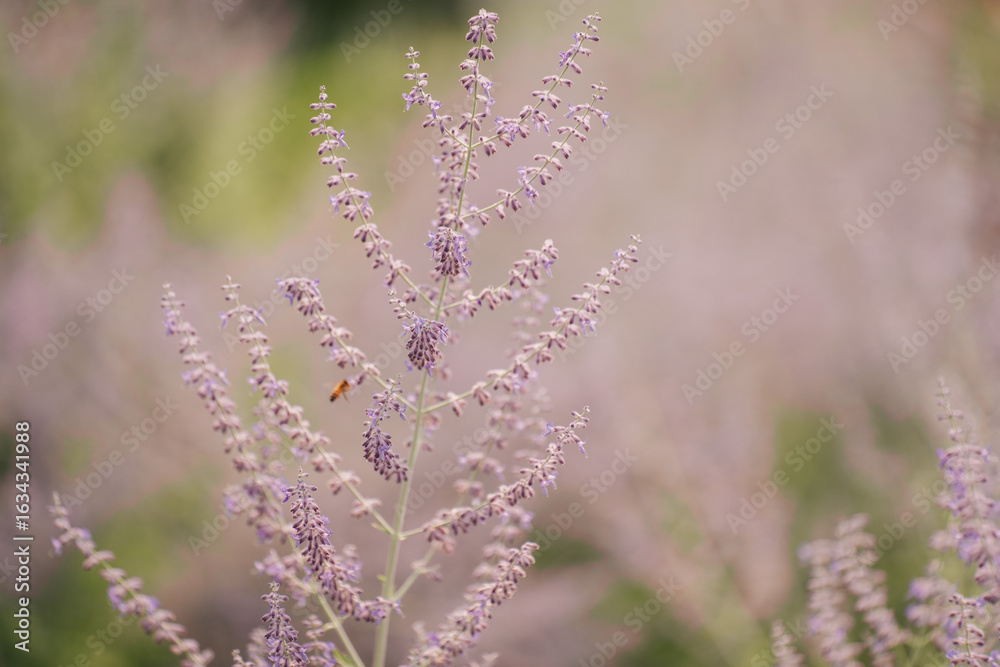 Obraz premium Close-up of lavender plant with a bee, surrounded by blurred greenery. Soft, pastel colors.