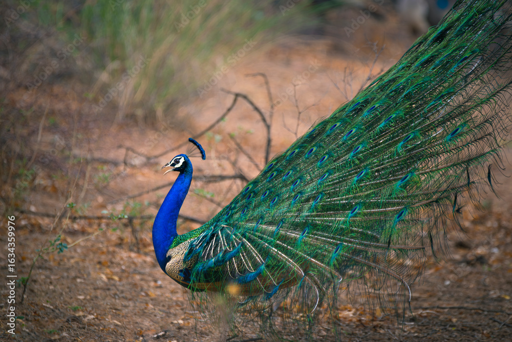 Obraz premium Peacock with feathers out, dancing in the forest