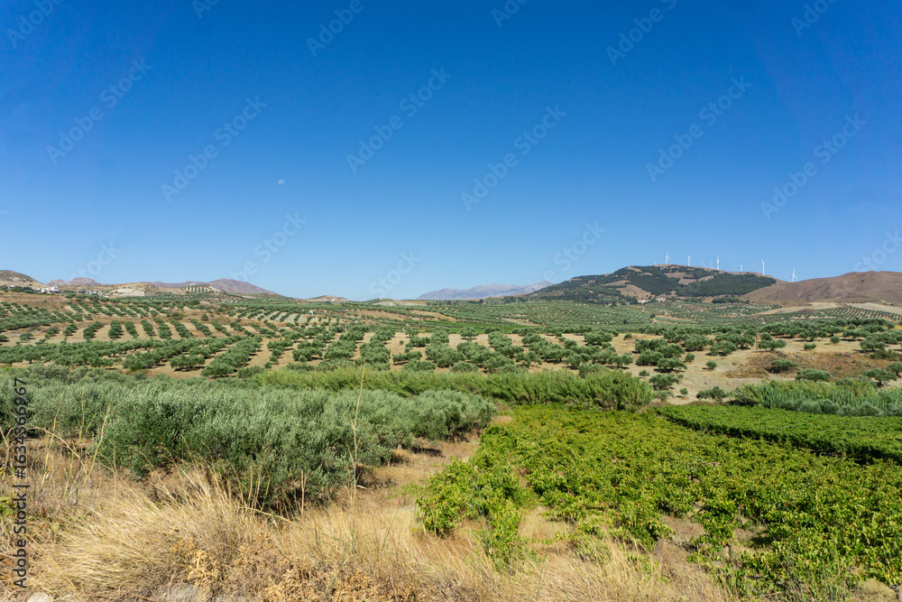 Naklejka premium Rural landscape of inland Crete. Olive groves and vineyards in the Cretan hills