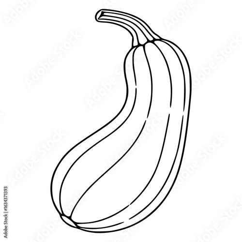 Elegant vector illustration of a single zucchini with a detailed stem, showcasing a handdrawn style perfect for culinary designs or farmfresh branding.
