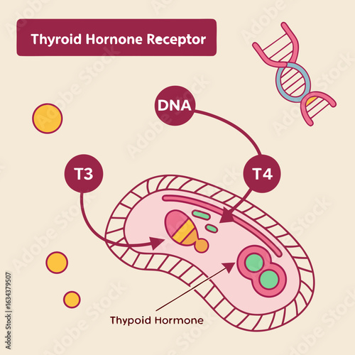 Thyroid Hormone Receptor Binding to DNA:  Cellular Diagram