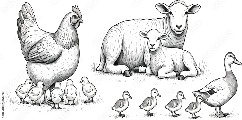 Obraz premium Farm animals pencil sketch illustration set. Features hen with chicks, sheep with lamb, and duck with ducklings. Detailed hand-drawn wildlife art for rural agriculture projects.