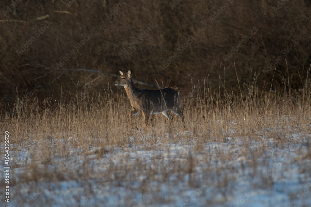 Naklejka premium Single deer standing in winter field with front leg raised
