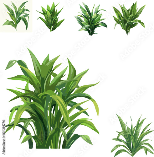 pandan leaves set in color style, set of vegetable in color style and no background