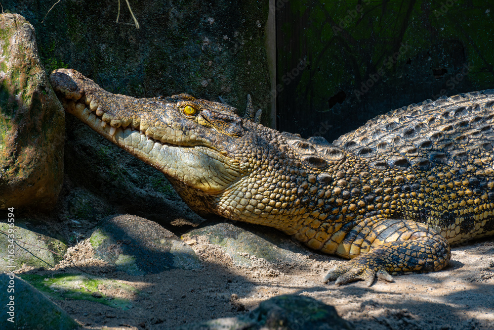 Fototapeta premium Large crocodile rests on the sand with its mouth slightly agape, a behavior used for cooling, showcasing its powerful jaw and sharp teeth.