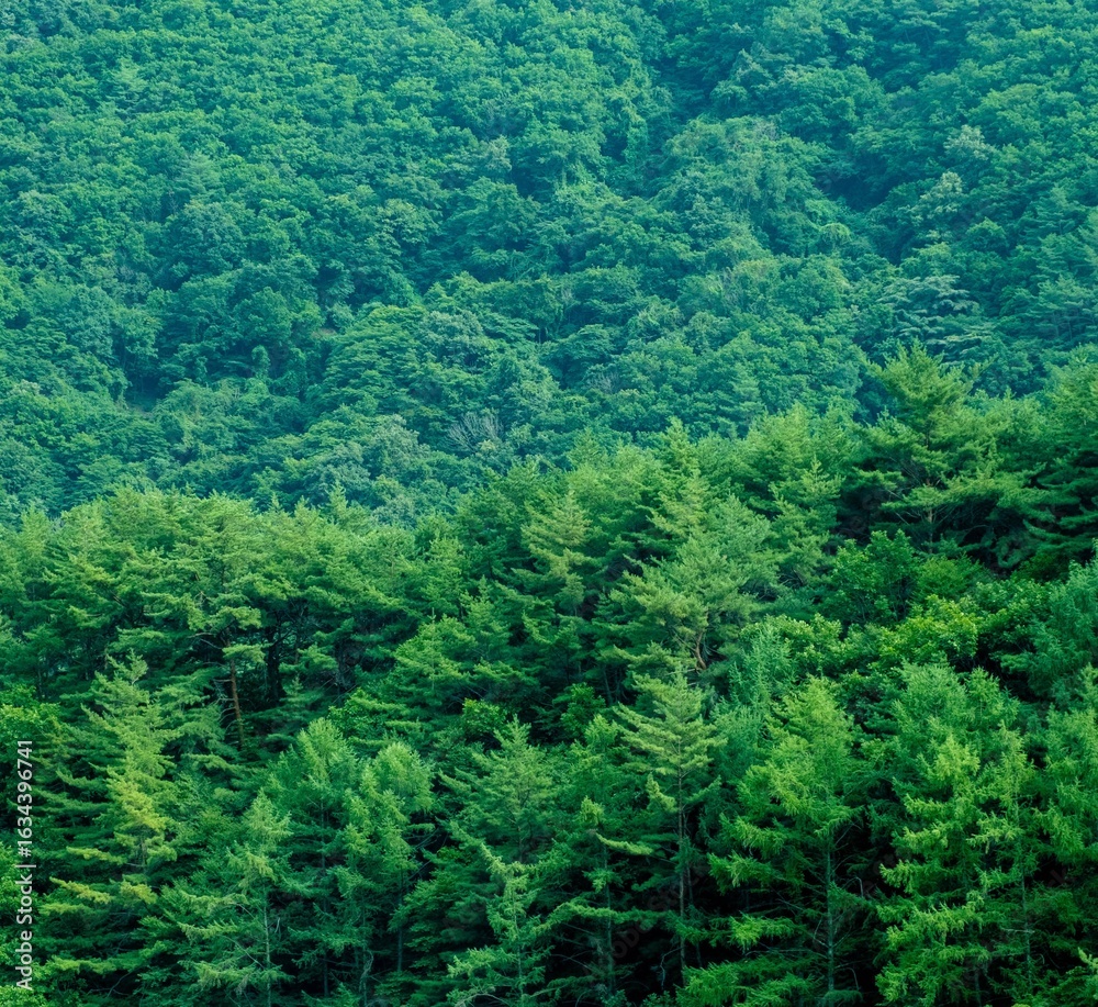 Obraz premium nature and trees